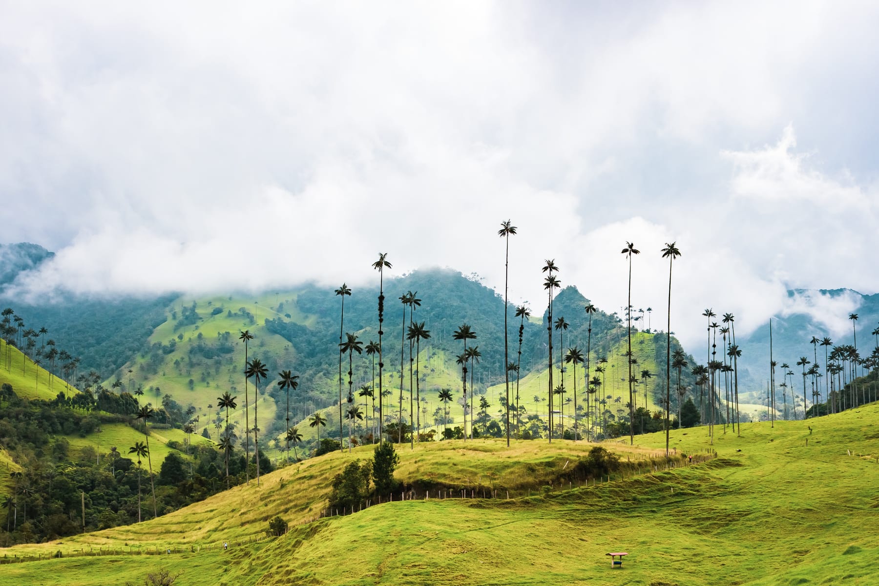 Cocoa Plants